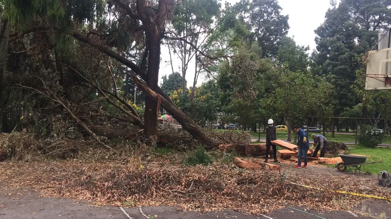 Equipo organizando material vegetal después de una emergencia forestal