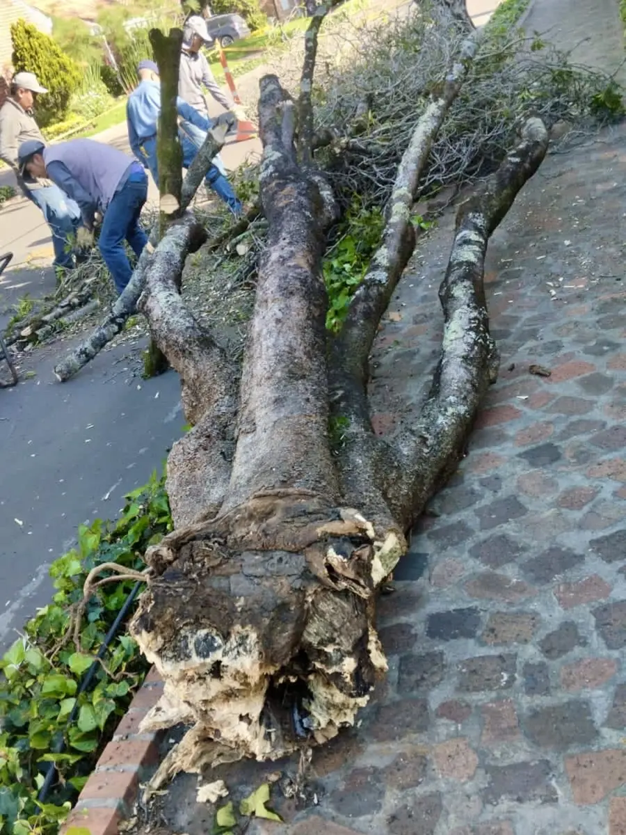Base fracturada de un árbol caído en una zona residencial
