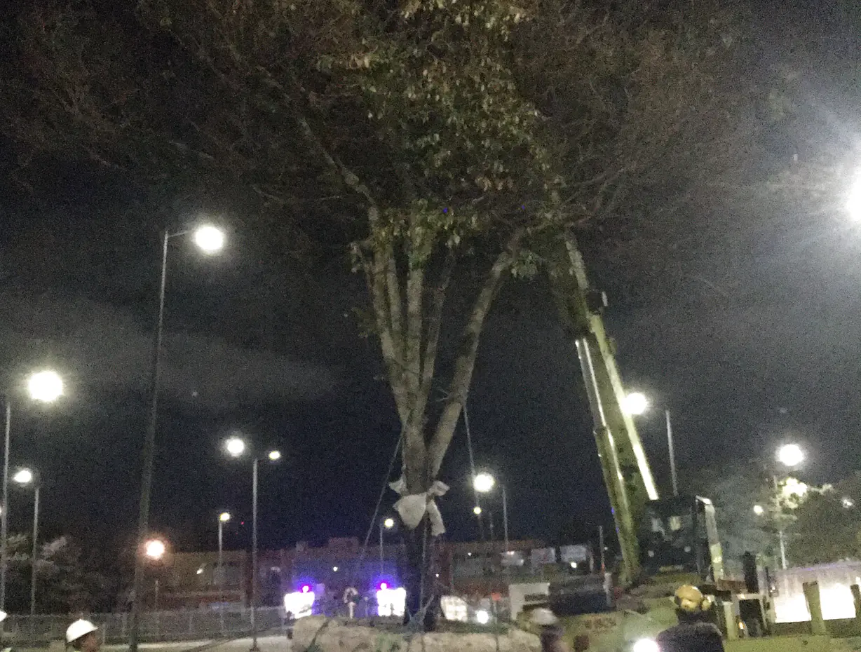 Operación nocturna de izaje y traslado controlado de un árbol