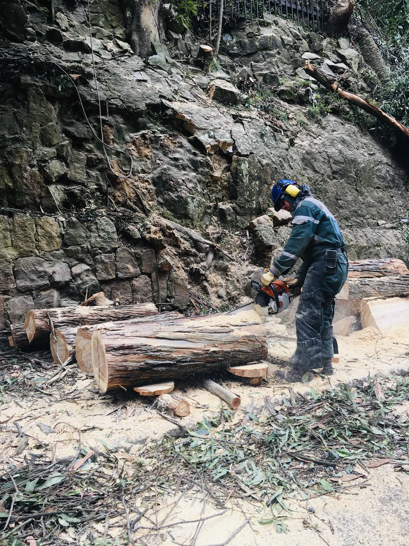Intervención técnica en un árbol de gran porte
