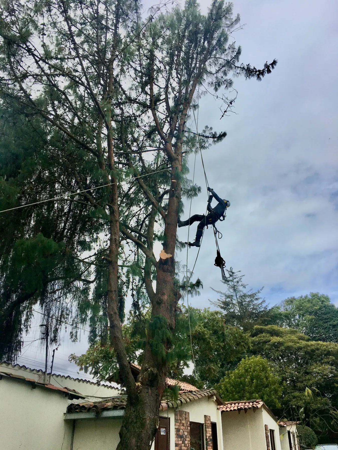 Intervención forestal que evidencia las condiciones reales de acceso, riesgo y entorno