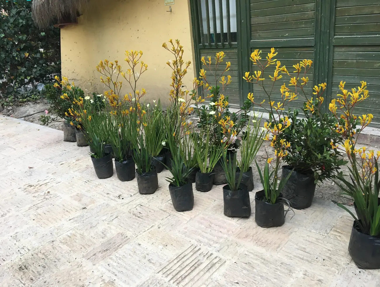 Plantas ornamentales seleccionadas para instalación paisajística