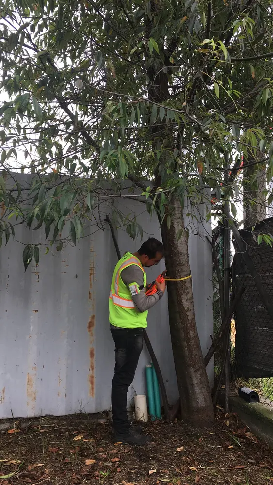 Profesional tomando medidas para el diagnóstico técnico de un árbol