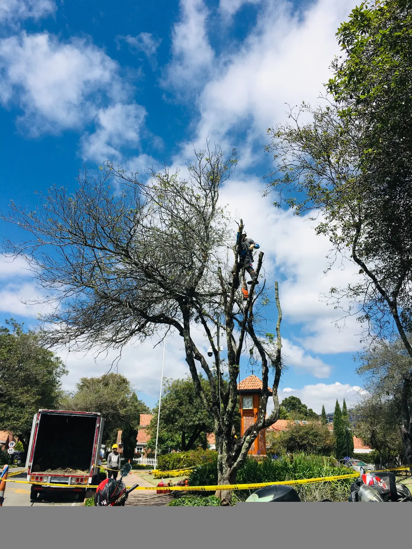 Operario de Grupo Bioingenia realizando una intervención forestal en un entorno urbano