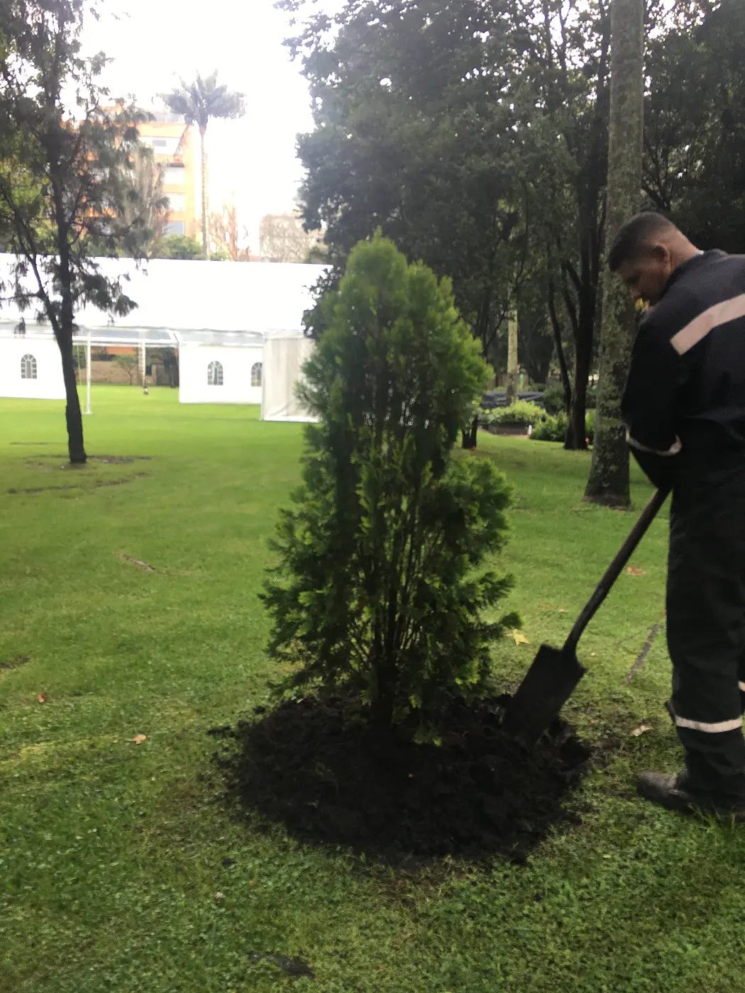 Árbol joven recién plantado en una zona verde
