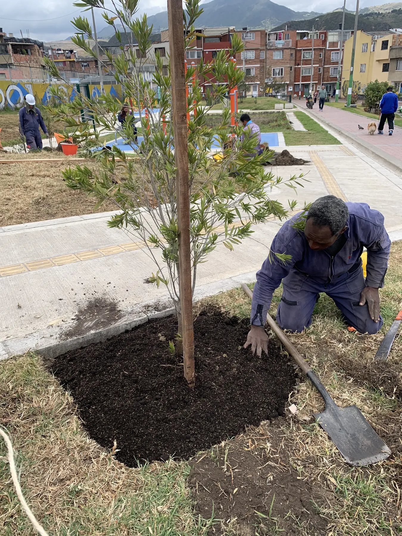 Operario de Grupo Bioingenia estableciendo un árbol joven en Bogotá