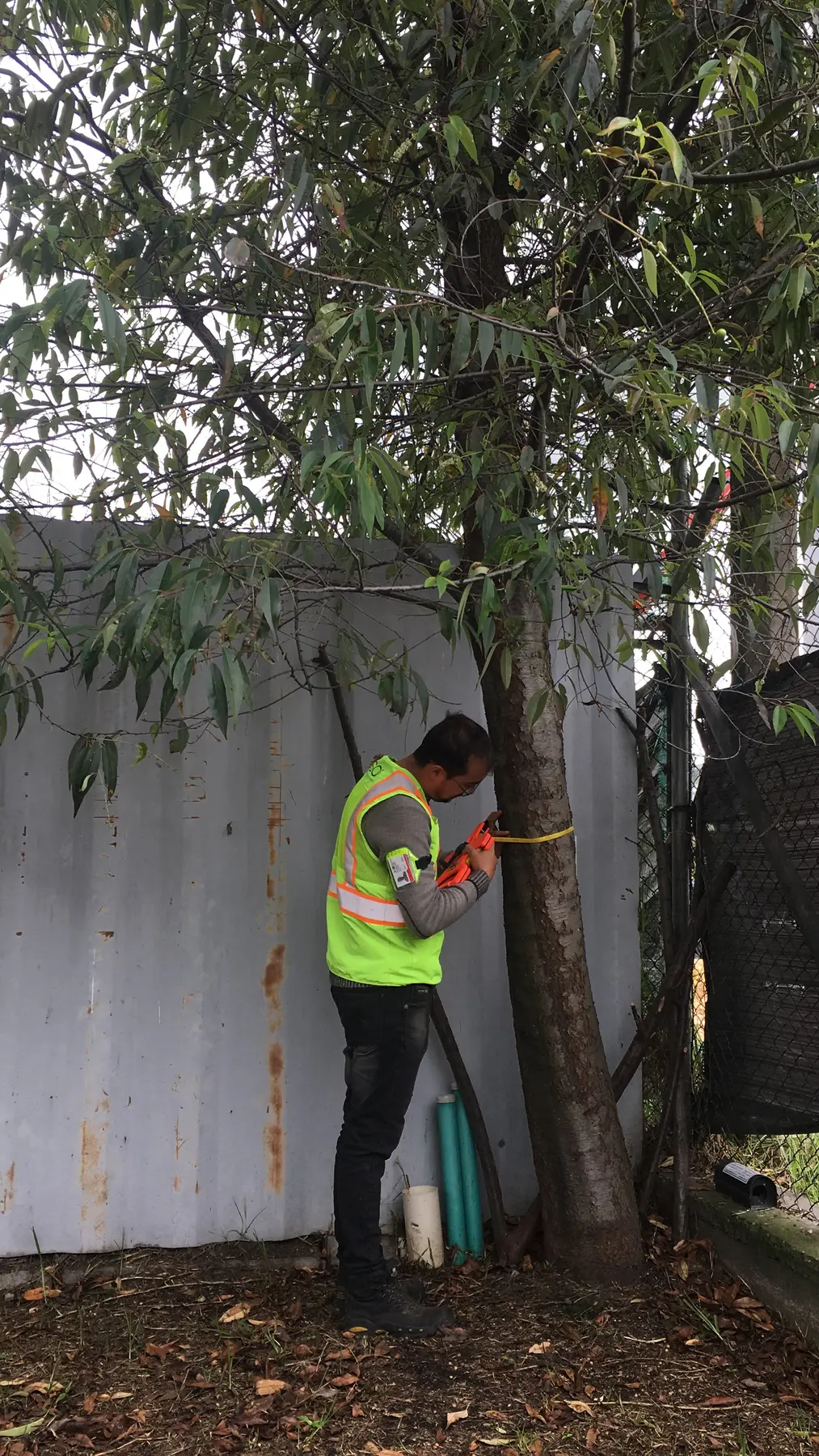 Medición forestal para sustentar un expediente ambiental