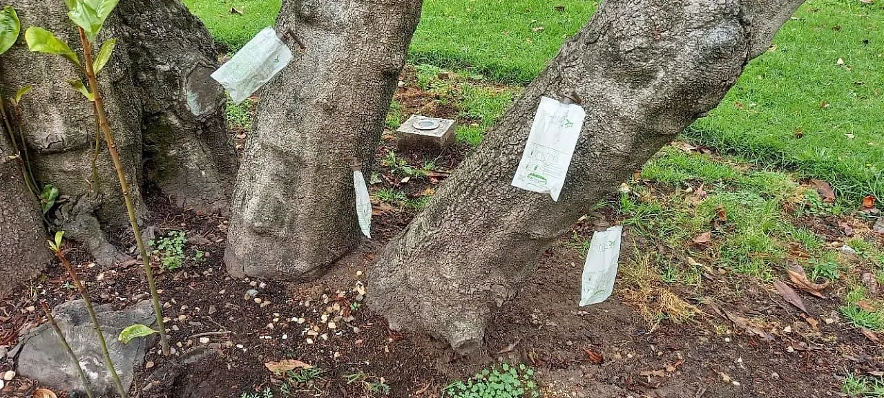 Tratamiento fitosanitario localizado instalado en árboles adultos